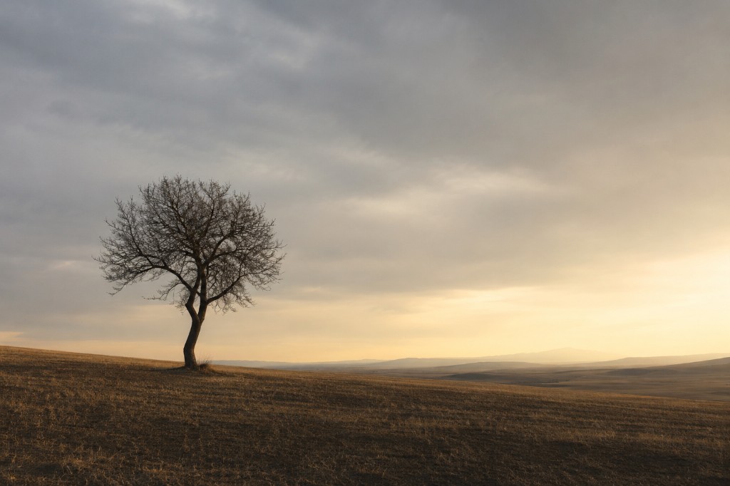 A solitary leafless tree in a vast dry field under a cloudy sky with soft golden light on the horizon