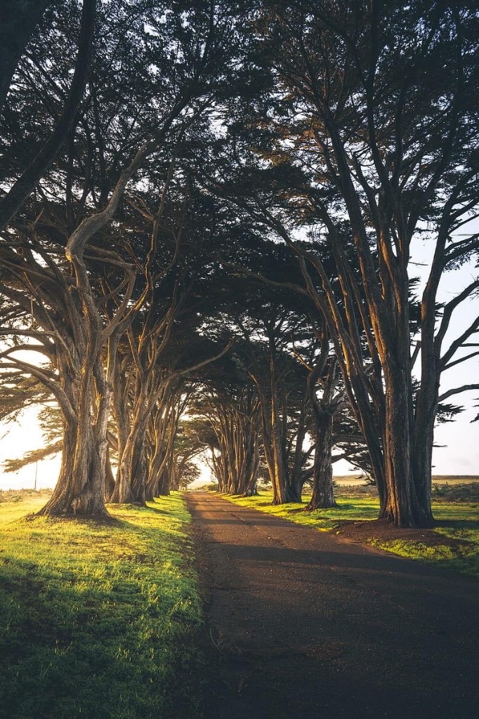 Tree-lined road forming a natural tunnel with warm golden sunlight at the end of the path